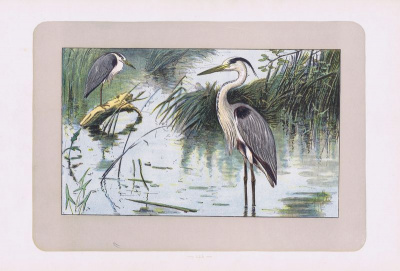 Птицы. Серая цапля. Офсетная литография. Франция, Париж, 1907 год