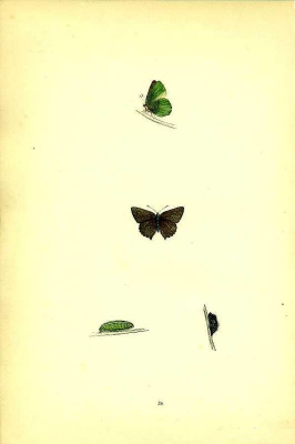 Бабочка Малинница, ее куколка и гусеница. Хромолитография. Англия, Лондон, 1870 год