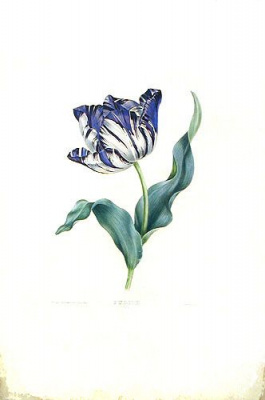 Tulipe - Литография (конец XIX века, Франция)