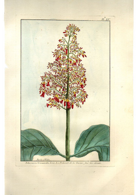 Palicourea Guianenfis. Гравюра. Западная Европа, вторая половина XVIII века