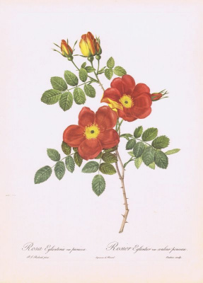 Роза Эглантерия темно-красная (лат. Rosa Eglanteria var. punicea). Офсетная литография. Англия, Лондон, 1956 год